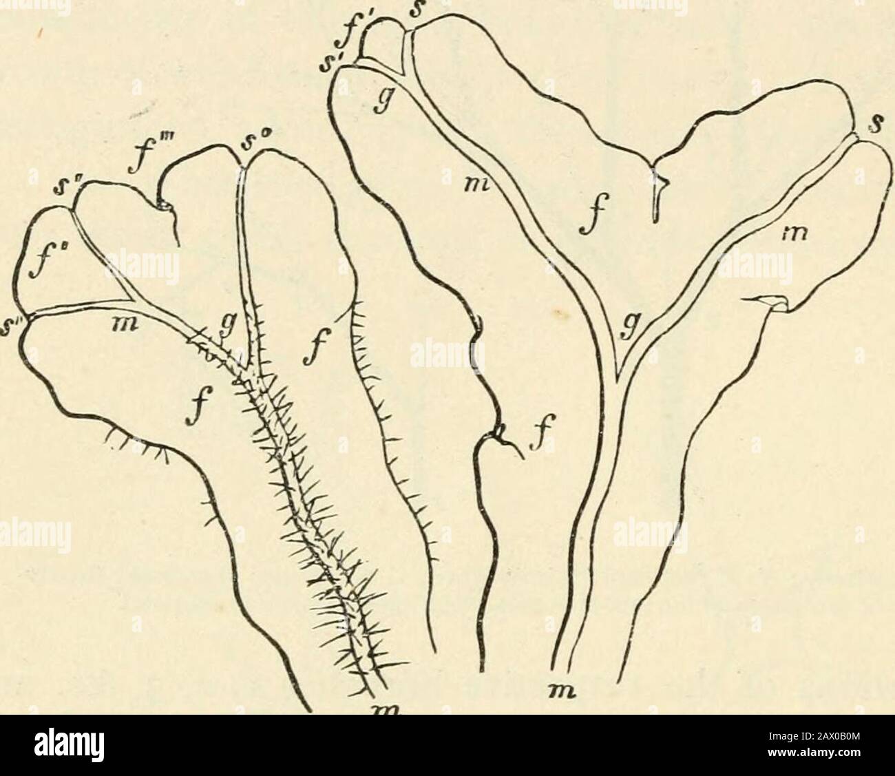 Text-book of botany, morphological and physiological . s that lateral branches proceed out of the apical cell itself, asis especially shown in Hypocaulon (Fig. 98, sect. 19). In other cases the branching ofthe apical cells is dichotomous, as in Coleochoete soluta (see Book II. Algae). (b) In the roots of Ferns, Equisetacese, and Rhizocarpeae (according to Nageli andLeitgeb), as well as in those of Conifers, Monocotyledons, and Dicotyledons, as far as isknown, the branching is always at first monopodial, and even when further developedthe mother-root generally remains stronger than its lateral Stock Photo