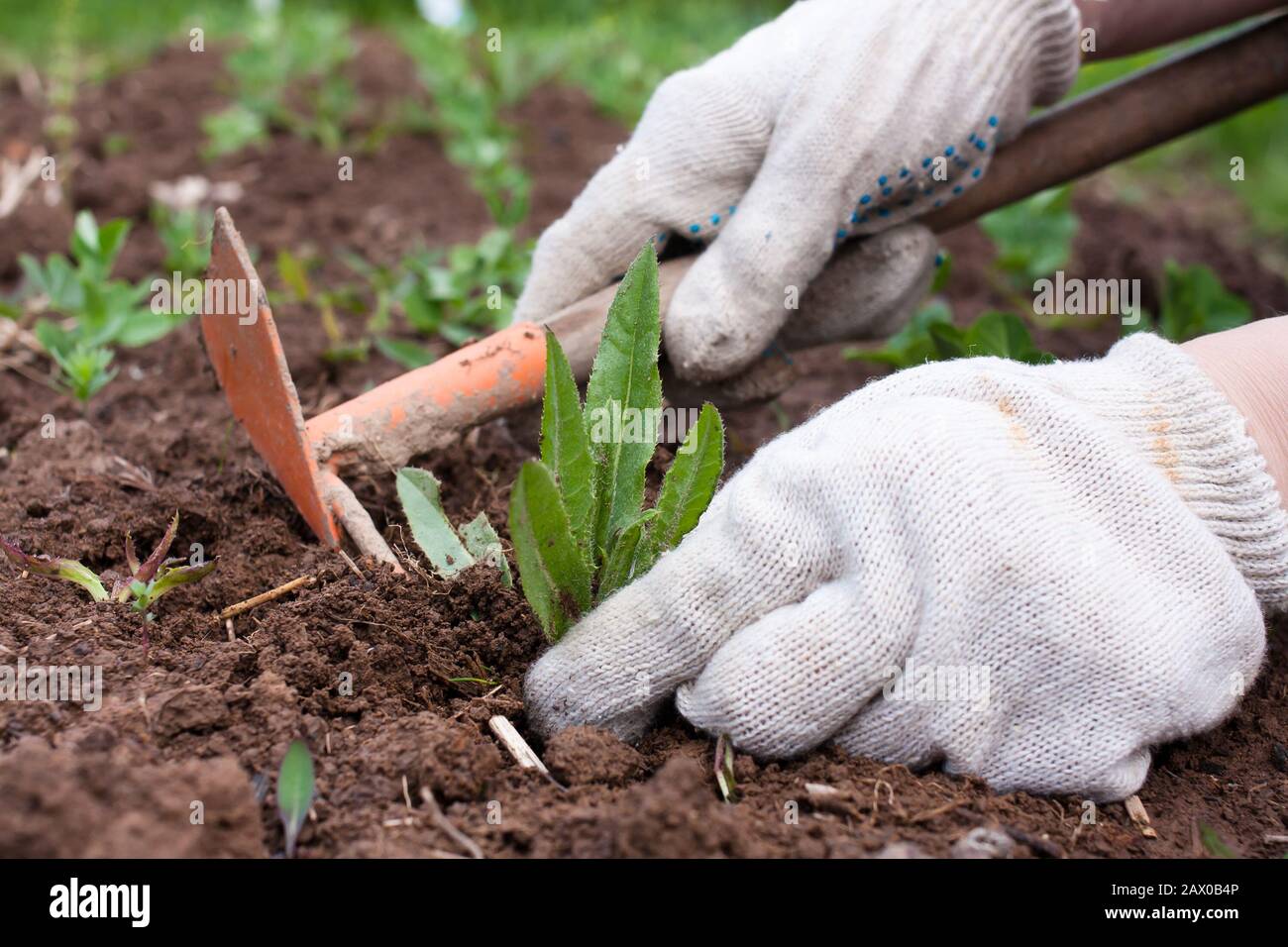 hands weeding  the vegetable garden Stock Photo