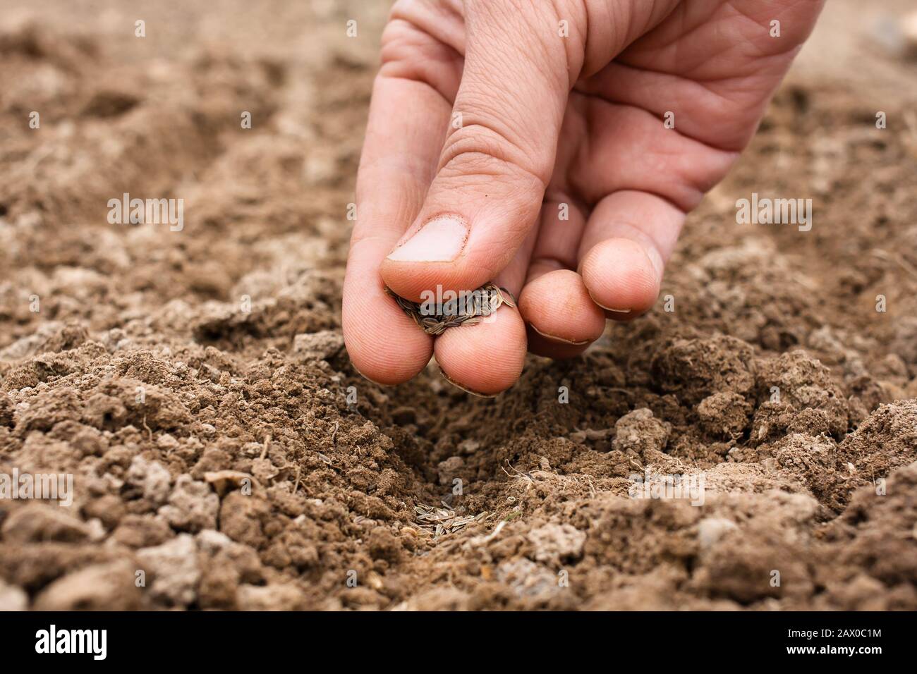 closeup of woman hand planting seeds in soil Stock Photo