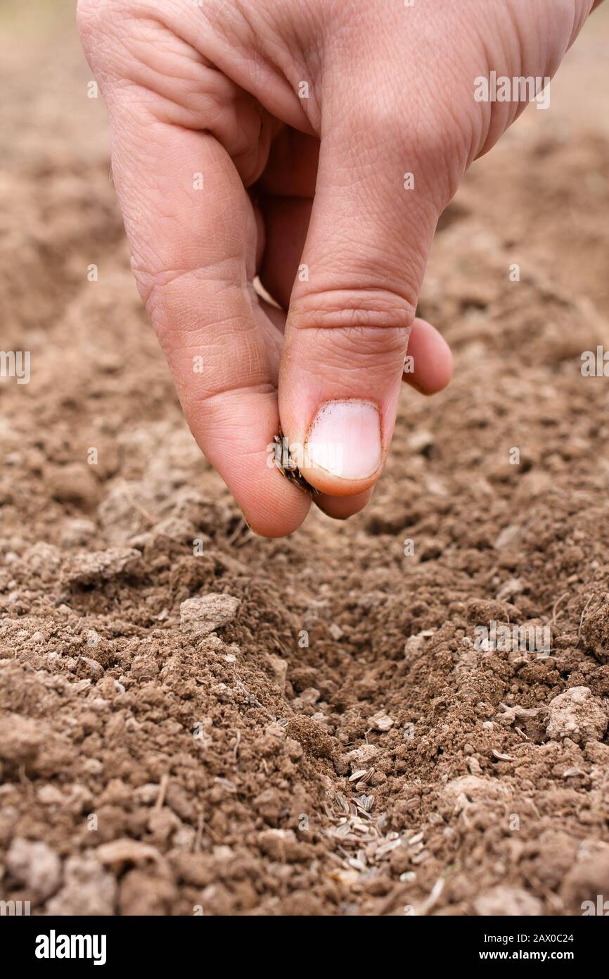 hand planting seeds in soil, closeup Stock Photo