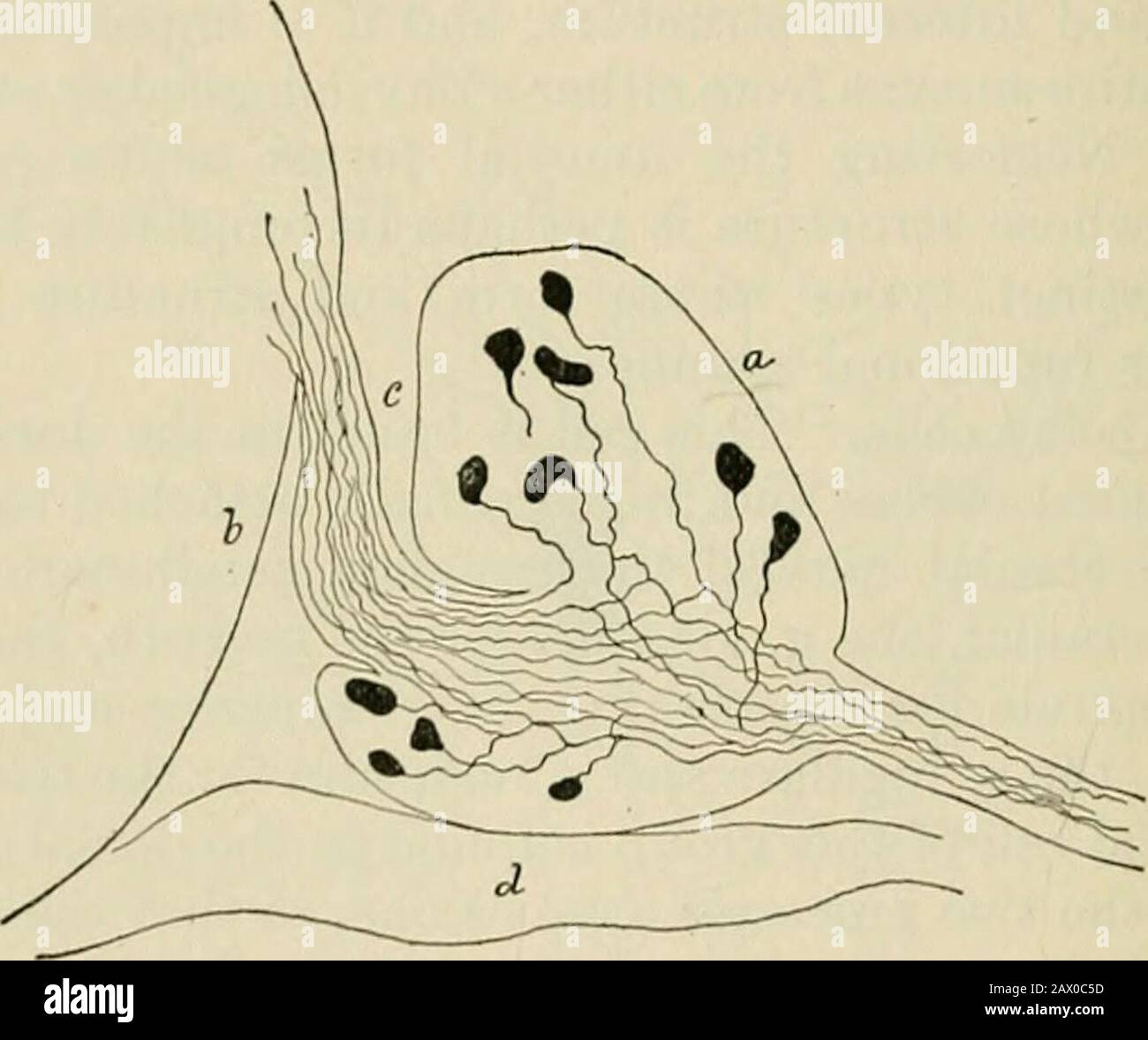A text-book of physiology, for medical students and physicians . he Royal Society, 1908, B.vol. lxxx., 414. 134 PHYSIOLOGY OF CENTRAL NERVOUS SYSTEM. The nerve cells found in the sensory ganglia exhibit, as a matter of fact,a number of different types, some of which possess short dendritic processes.These histological variations cannot as yet be given a physiological signifi-cance, but their occurrence certainly seems to indicate a possibility thatthe sensory ganglia may have a much more varied physiological activitythan has been attributed to them heretofore. For a recent description ofthese Stock Photo