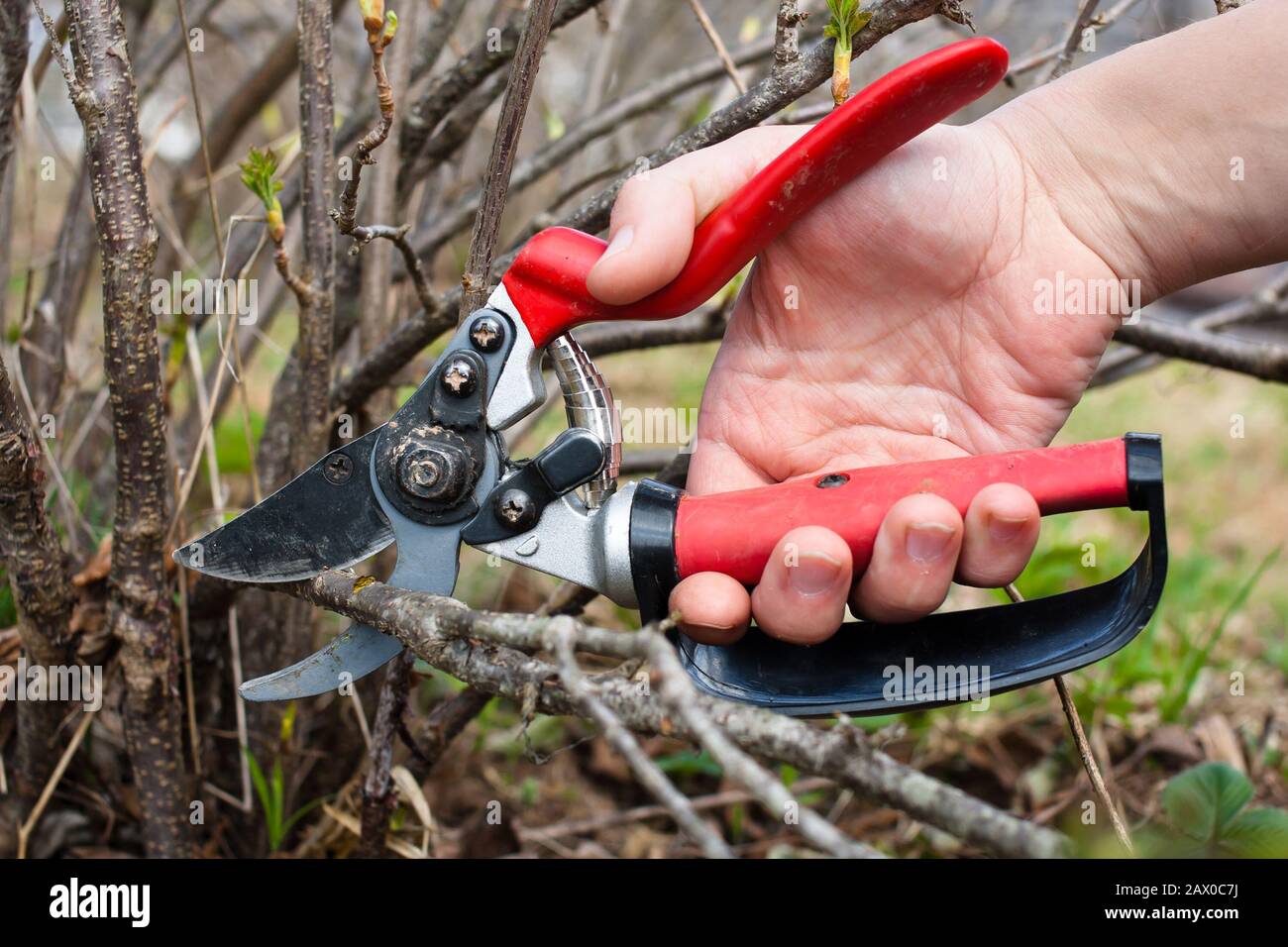 The garden pruner in women's hand Stock Photo Alamy
