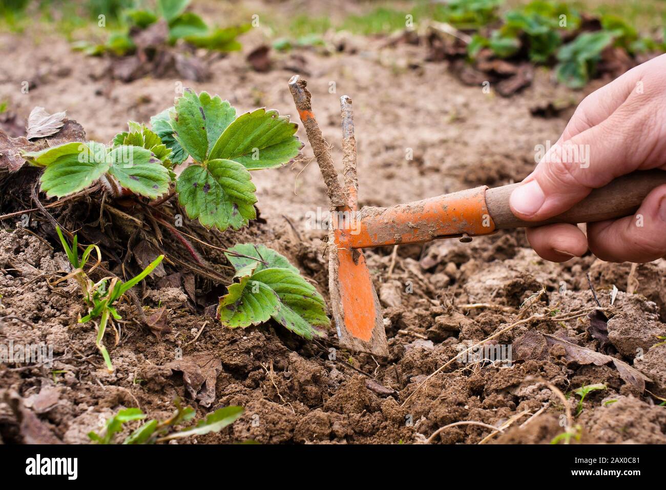 Hand hoe deals for weeding