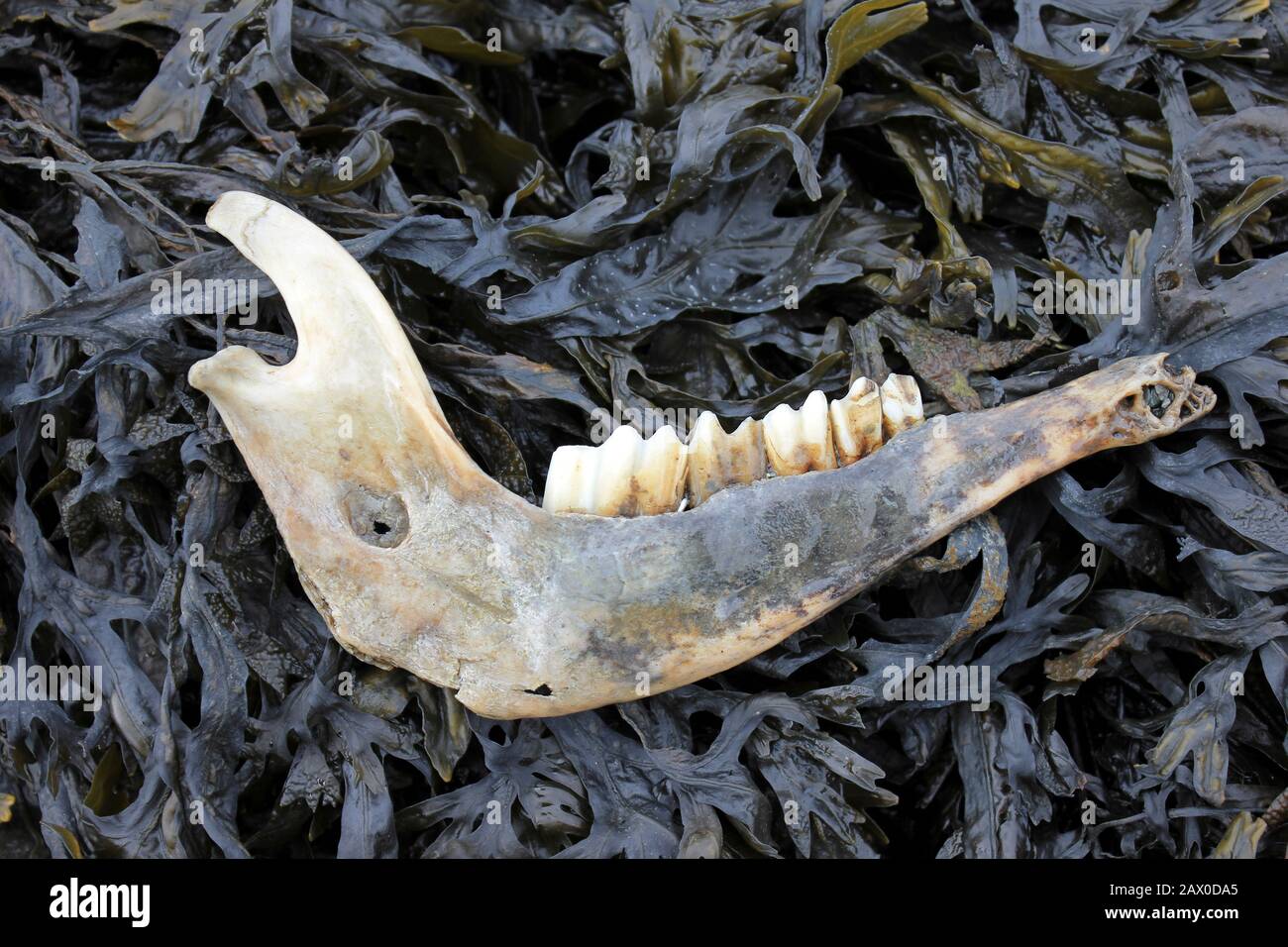 Sheep Jawbone Washed Up On Seaweed at Spinnies, Aberogwen - North Wales Wildlife Trust Reserve Stock Photo