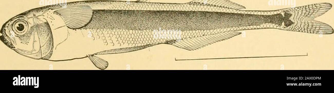 Fishes . Fig. 343 —Blue Smelt or Fez del Rey, Atherinopsis californiensis Girard. San Diego. in the sea along the California coast, where they are knownfamiliarly as blue smelt or Peixe Re. The most impor-tant of these and the largest member of the family, reachinga length of eighteen inches, is Atherinopsis californiensis, animportant food-fish throughout California, everywhere wronglyknown as smelt. Atherinops affinis is much like it, but has. Fig. 343.—Flower of the surf. Iso flos-maris. Jordau & Starks. Enoshima, Y-shaped teeth. Iso flos-maris, called Nami-no-hana, orflower of the surf, is Stock Photo