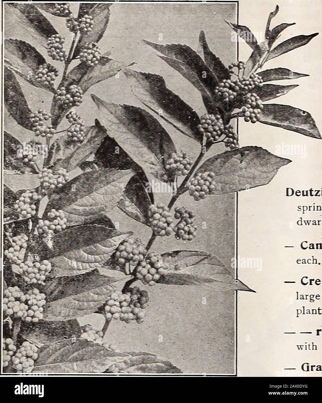 Dreer's autumn catalogue 1920 . Cotoneaster Morizontalis. A dwarf trailing evergreenShrub, which during autumn and winter is covered with bril-liant red berries. Fine for rockeries or the edge of the border.75 cts. each. — Francheti. Of graceful habit, with long arched branches,large light green leaves and attractive orange-yellow berries.75 cts. each. Cytisus Laburnum {Golden Chain, or Oolden Rain)-A dwarf tree or large Shrub with shining green leaves andlong, drooping racemes of yellow flowers which appear inearly summer. 75 cts, each. Deutzias. Well-known profuse flowering Shrubs, blooming Stock Photo