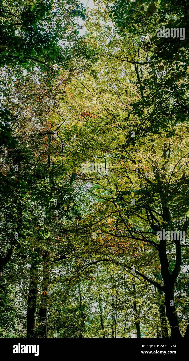 beautiful green leaves on the trees in the park Stock Photo - Alamy