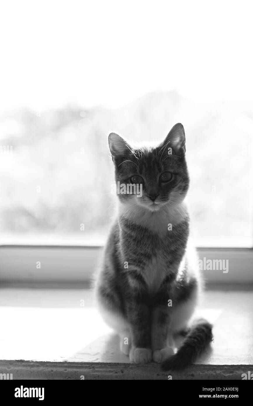 Black cat sitting on windowsill Black and White Stock Photos & Images ...