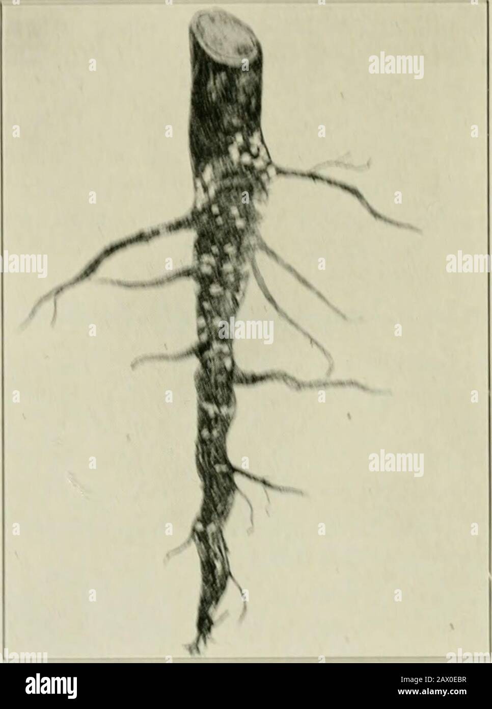 Cotton root rot hires stock photography and images Alamy