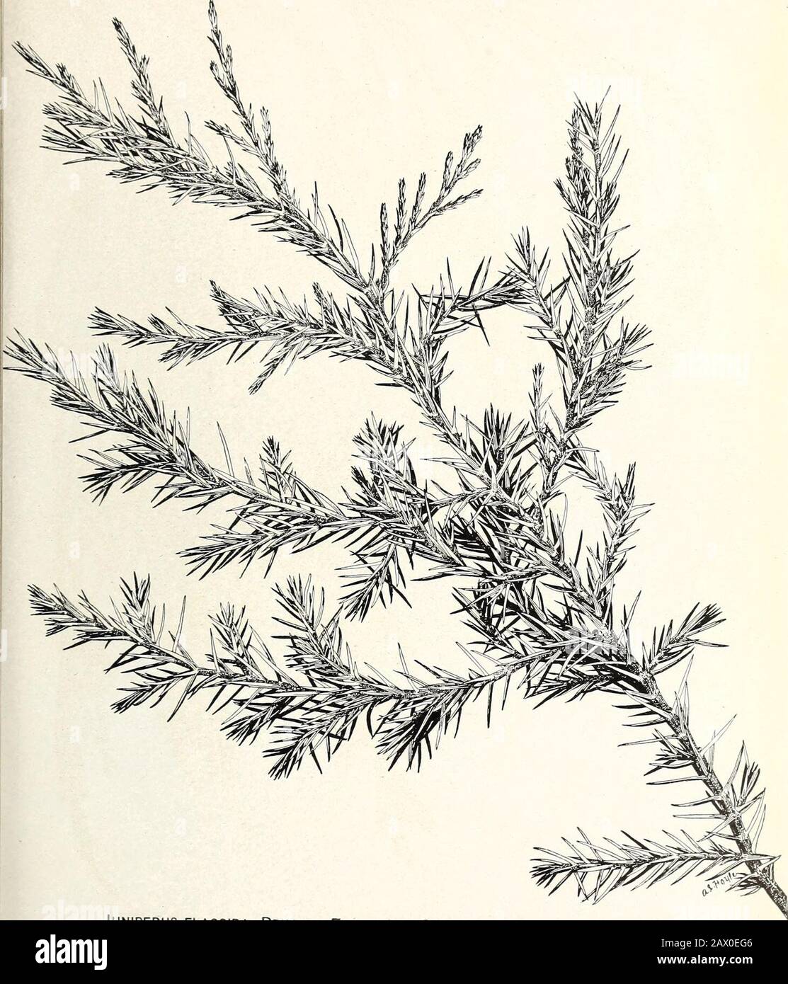 The cypress and juniper trees of the Rocky Mountain region . JUNIPERUS FLACCIDA: SHOWING PENDENT BRANCHLETS OF TREES IN SHELTERED SlTES.a, Female flowers (in autumn). Bui. 207, U. S. Dept of Agricultur Plate XXV.. JUNIPERUS FLACCIDA: PRIMARY FOLIAGE OF SEEDLING (ABOUT 6 YEARS OLD) PLATE XXV Stock Photo