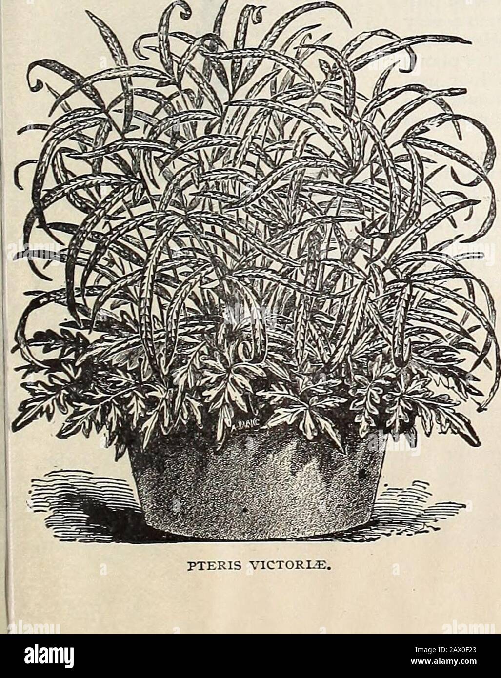 Cox seed and plant cocatalogue . diantum Cuneatum -This fine species is moregenerally grown than any other, and is one of themost beautiful. Each 25 to 50 cents. Gracillimum—Smallest and most graceful Maiden-Hair. 25 cents. Wiegandi— A pretty little species, with peculiarlycrested and overlapping pinnae. 25 cents. Davaliia Bullata—We offer this grand Fern pre-pared in globe shape ready for hanging up. In ashort time they develop leaves and make splendidornaments through the season, suspended on thepiazza or in a window. Price, $1.00 each; small plants25 cents. Davaliia Stricta—One of the fines Stock Photo