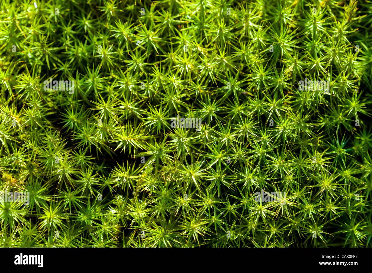 Common Haircap moss on Kinder Scout in the Peak District Stock Photo