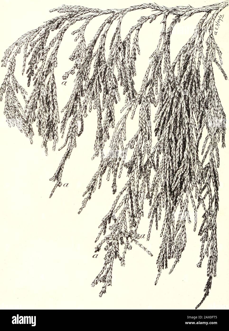 The cypress and juniper trees of the Rocky Mountain region . juniperus flaccida: showing drooping habit of branchlets of trees in Exposed Sites. a, Detached leaf showing resin gland on back (enlarged five times natural size). Bui. 207, U. S. Dept. of Agriculture. Plate XXIV.. JUNIPERUS FLACCIDA: SHOWING PENDENT BRANCHLETS OF TREES IN SHELTERED SlTES.a, Female flowers (in autumn). Bui. 207, U. S. Dept of Agricultur Plate XXV. Stock Photo