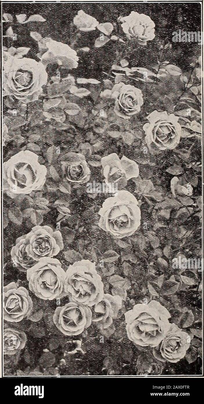 Dreer's autumn catalogue 1920 . .00 per 100. HARMY CI.IMBING ROSES American Pillar. Large, attractive, single brilliant pink with clear while eye and bunch ot yellow stamens.Aviateur Bleriot. Beautiful yellow-saffron buds, expanding to creamy while flowers.Christine Wright. Large double wild-rose pink flowers.Climbing American Beauty. A strong vigorous grower with good sized rosy-crinibon flowers.Crimson Rambler. The well-known crimson.Dorothy Perkins. Well known popular shell-pink.Dr. VV. Van Fleet. Dainty soft flesh-pink, buds of exquisite shape.Excelsa. Intense rich deep crimson.Hiawatha. A Stock Photo