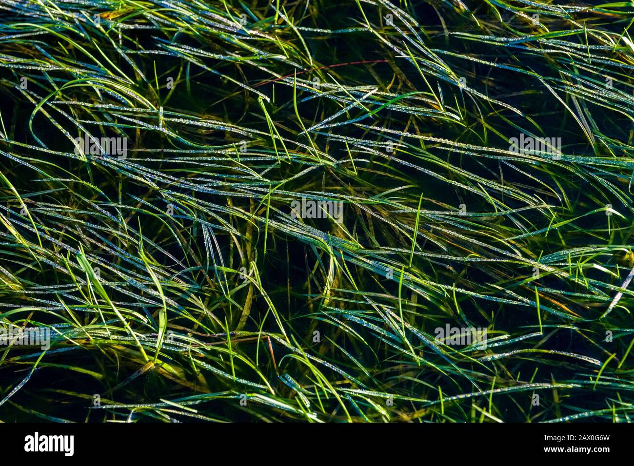 Grasses in a moorland pool created by re-wetting work, Kinder Scout, Peak District Stock Photo