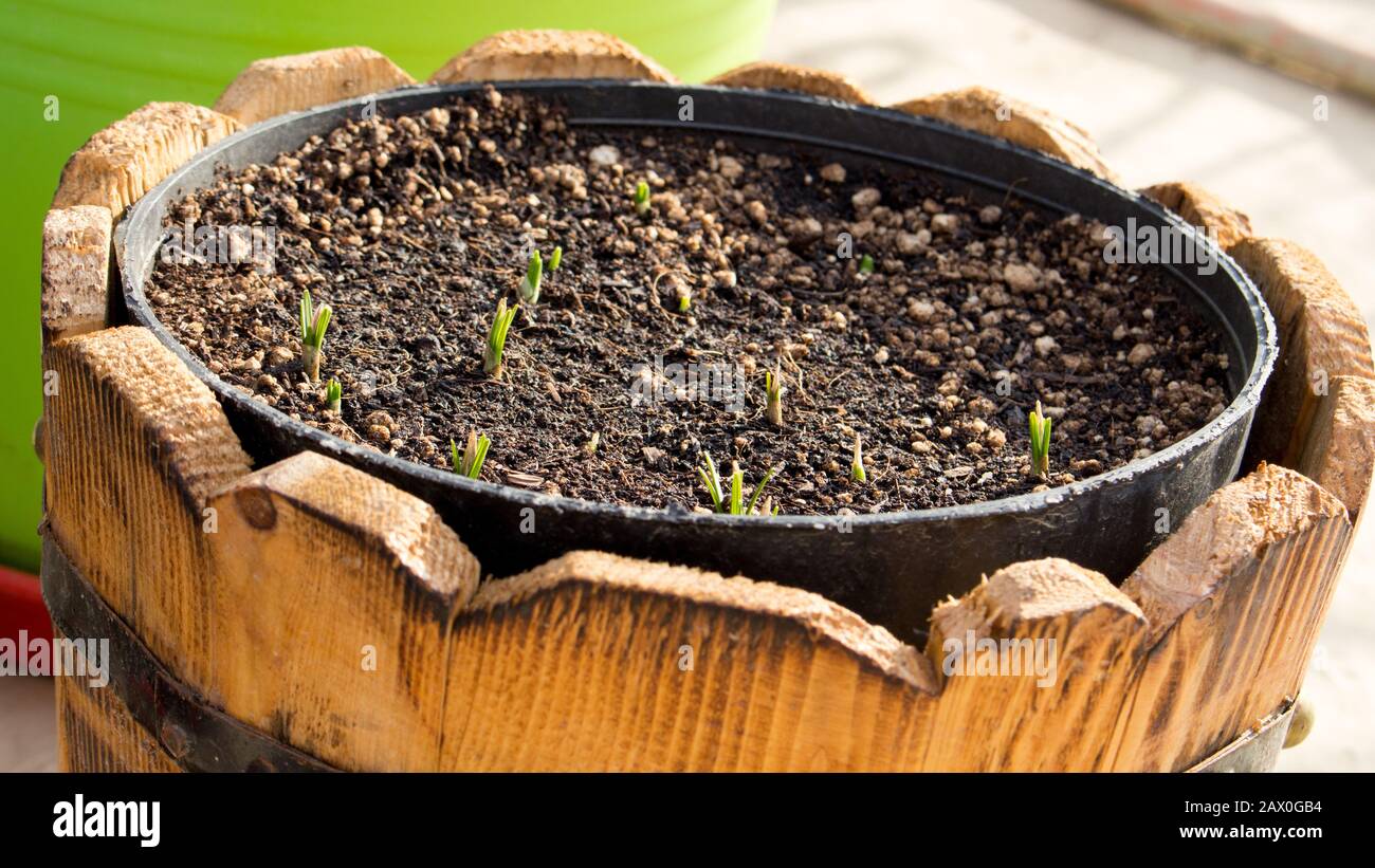 Sprouting crocus bulbs in wooden planter Stock Photo