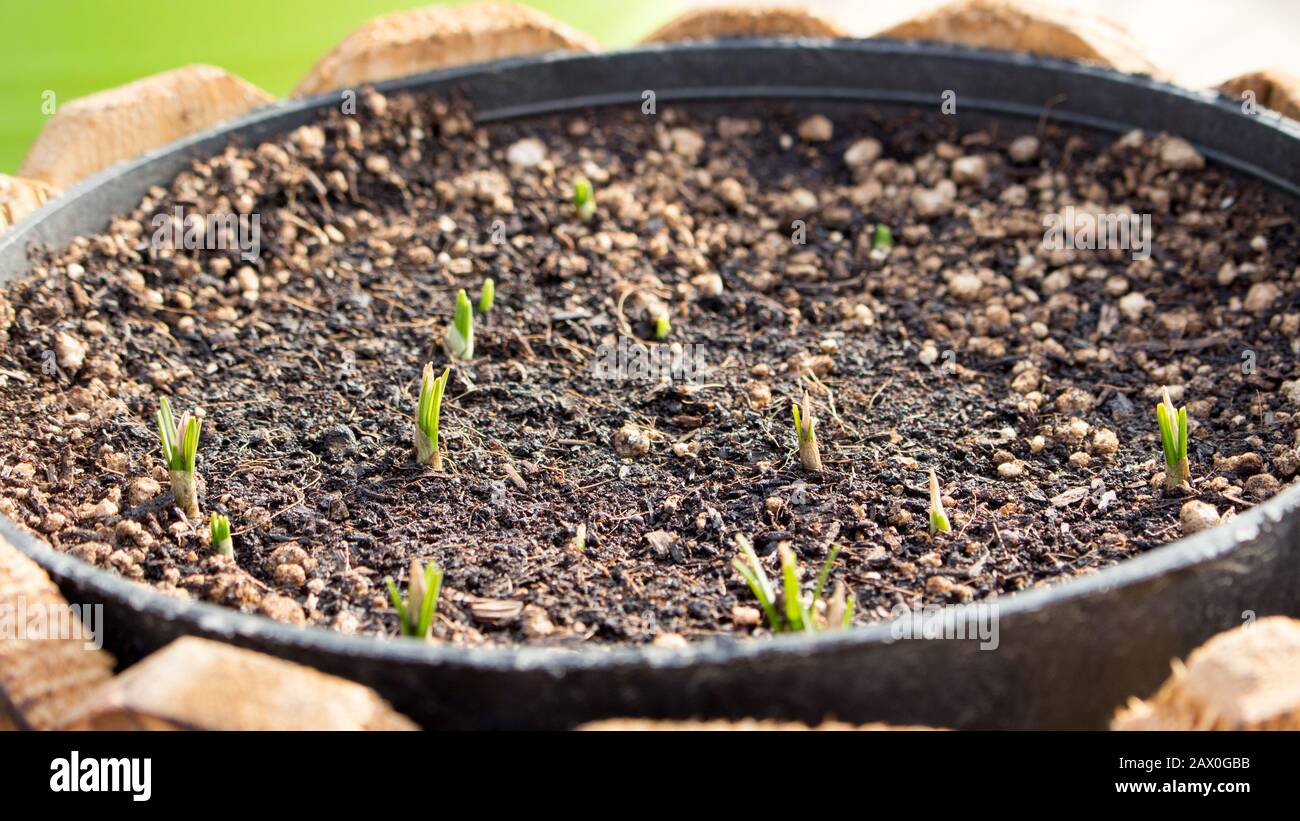Crocus bulbs sprouting Stock Photo