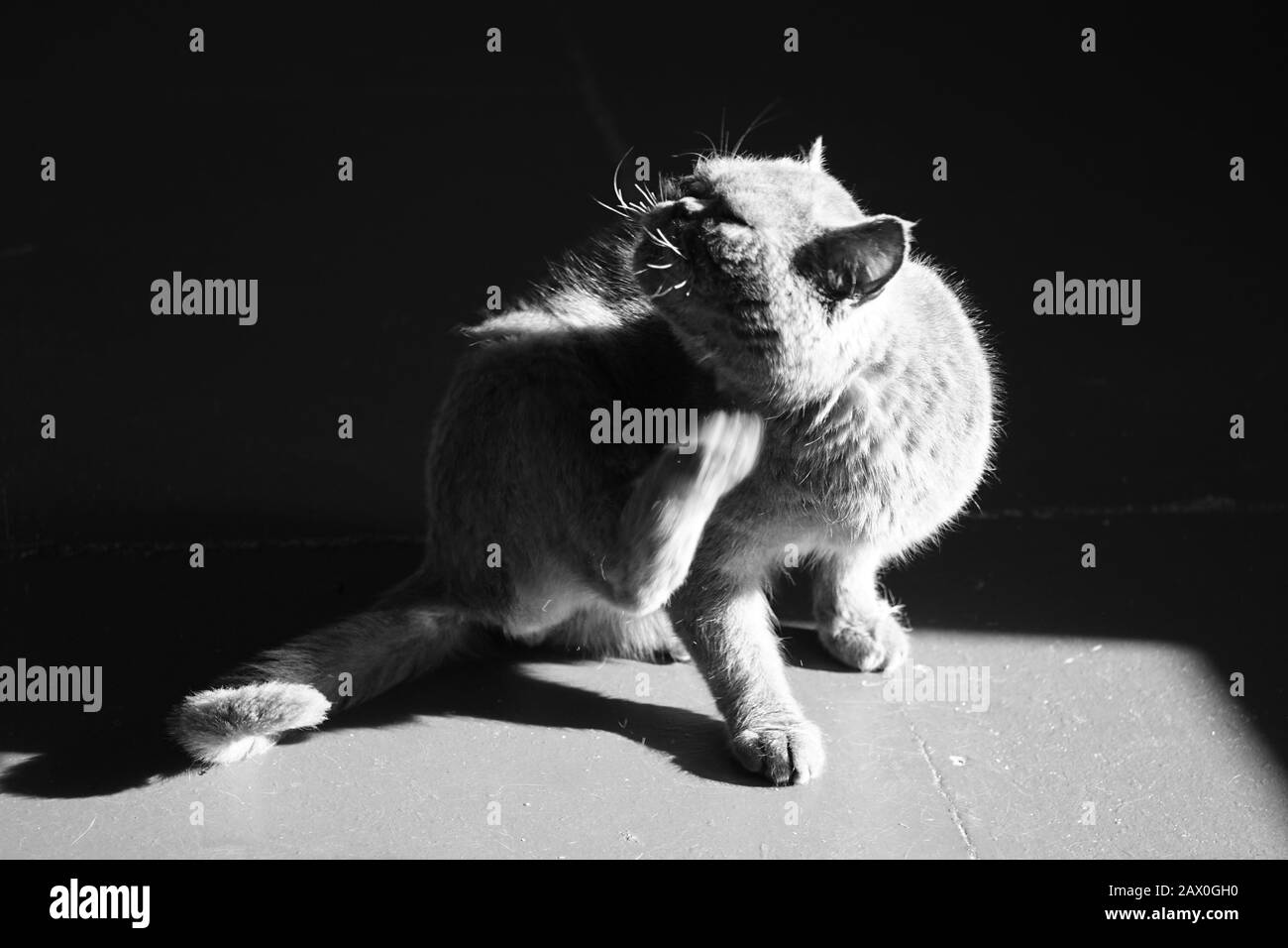 Cat paw scratches behind the ear. Pet portrait. Fleas and ticks in domestic animals. BW photo Stock Photo