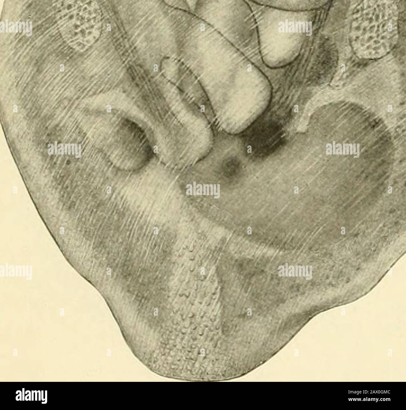 Natural history and propagation of fresh-water mussels . Fig. 2.—A young mussel, Sytnpkynotacostata, six days after completing thestage of parasitism. (Lefevre andCurtis.) Fig. I.—Glochidium olSymphynota costata in process of transformationduring stage of parasitism. (Lefevre and Curtis.) r. Stock Photo