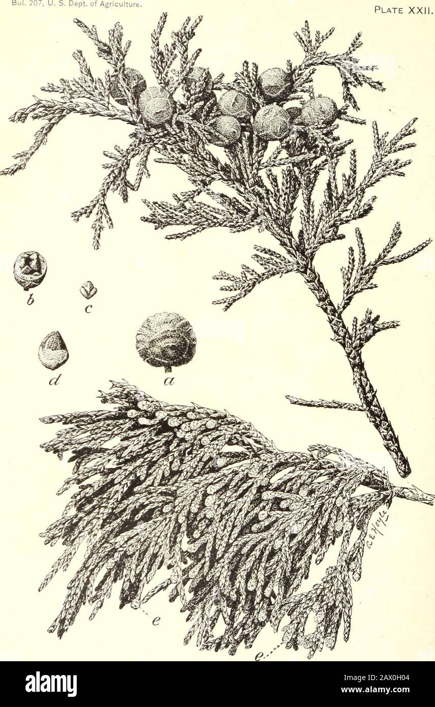 The cypress and juniper trees of the Rocky Mountain region . JUNIPERUS PACHYPHLOEA: SHOWING TYPICAL STUNTED FORM OF TREE GROWN IN EXPOSED SITUATIONS. Plate XXII.. JUNIPERUS FLACCIDA: FOLIAGE AND RlPE FRUIT. oSSonS?/fS5U&^^7iW-t¥0p amoved showing tiered irregular arrangement of seeds (enlargedJSwSHS^ S1ZeH C( detached seeds (natural size and enlarged four times naturalsize;, e, male nowers in autumn (natural size). CYPRESS AND JUNIPER TREES OF ROCKY MOUNTAIN REGION. 29 often has a whitish tinge. The sharp-pointed, scalelike leaves occurin twos and threes, closely overlapping each other, and usu Stock Photo