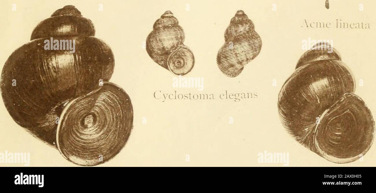 The land and freshwater shells of the British Isles : with illustrations of all the species . # lelix lai.i&gt; i.|, II Ilipa sccale Xcrliij;!) i)usilla Iupa uinbilicala crtioo c(k-nlula Iupa iiiai^innhi Wrliyo mimilissinia PLATE IX. Vertis^o aiitiverligo Vertigo Moalinsiana « Jertig() pygmaa I erligo aljieslris 3 8 ertii:() sul).striata Ualia perversa I I alia ]ier J (lausilia biplieata. Clausilia laininata I ^ Cochlieoiia tridens (Jlausilia ruijo.sa M Cochlicojia lubrica Achatina acicula (.lausilia Rolphii &lt;• arycnium mininuin-!. *aliulina contecta. Paluiiina vivinara Vertigo. PLATE Stock Photo