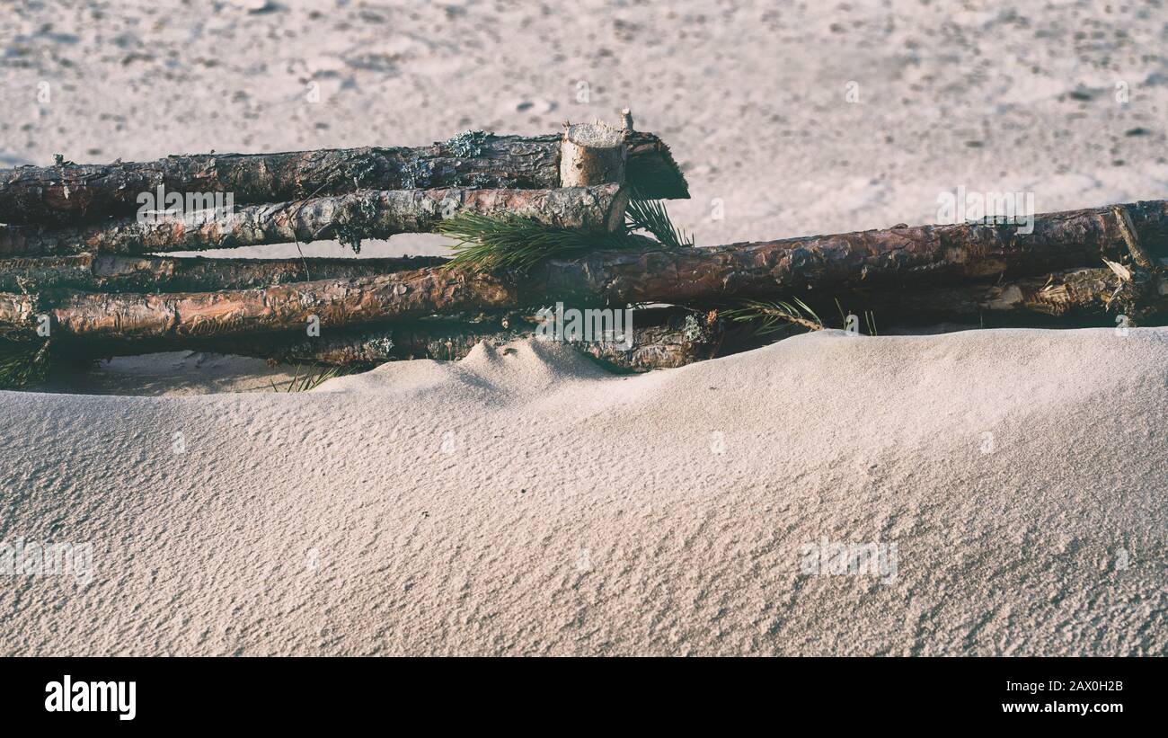 Fortifications of sand dunes with pine branches Stock Photo