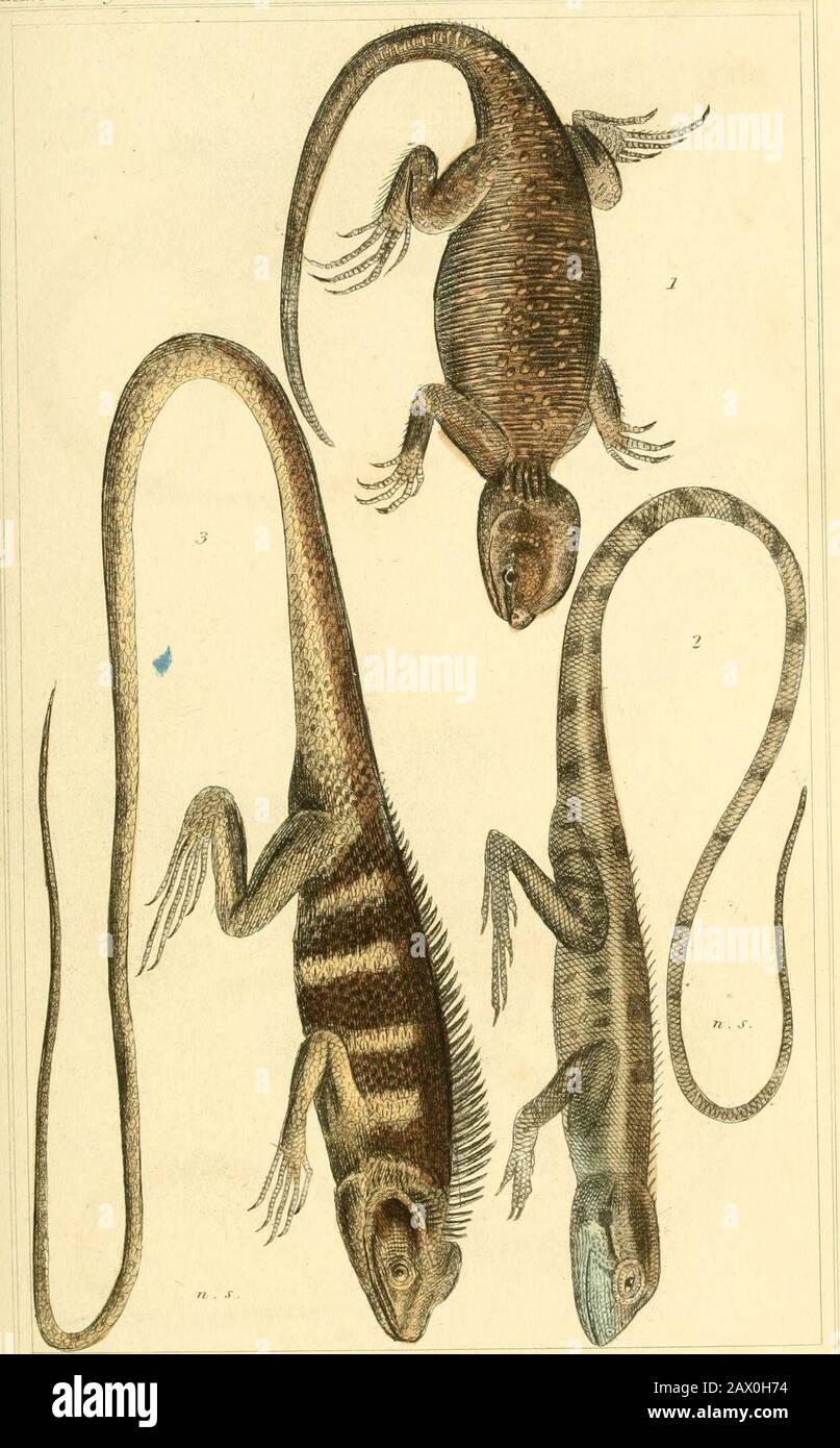 The animal kingdom, arranged according to its organization, serving as a foundation for the natural history of animals : and an introduction to comparative anatomy . I .La.H.ila .nMrt,&gt;.P.n^. -The Ocell.Tted lizard I %. la-cexta, ^^b?i.1is. :Dmid. fHie 6reai liiar.3. T.acerla sUrfiium. Daml. u,.j.;, r. /r.w/.T.:v,. : (&gt;/./ /u/J.-y. ^4nunid Jaruidffm Mepn/ia.ri.S.. hLA-^elixs (Bt/yplzus. Ga^. STWil. as,1 J,ii( orta adiitj.t. lui. Ir„J.^n :. 7fn,.h-r.,.vi 2 IU 7!,n..?^ Jnimal JSjipdcmi Mepttlia.Fl.M Stock Photo