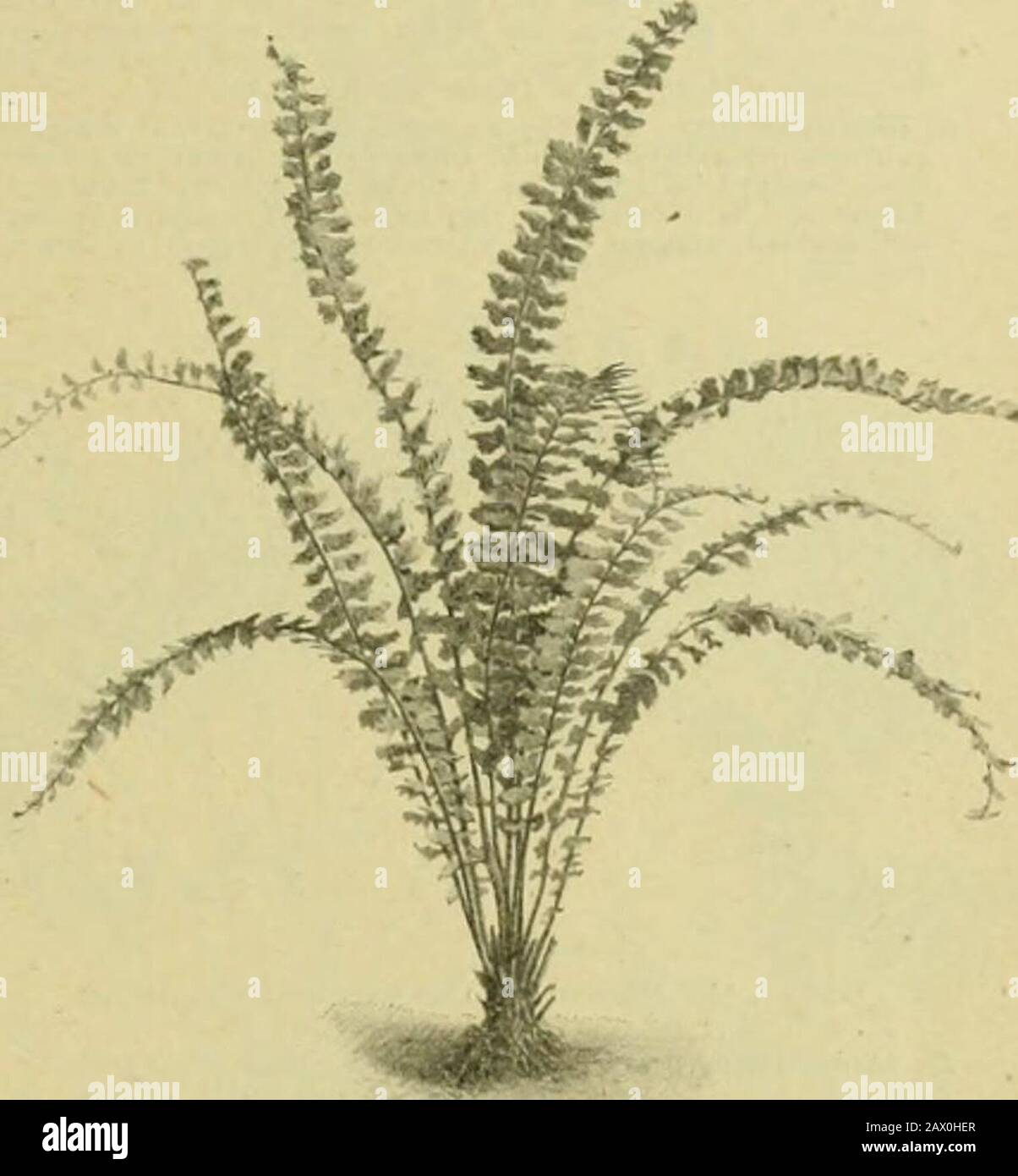 The century supplement to the dictionary of gardening, a practical and scientific encyclopaedia of horticulture for gardeners and botanists . Fig. 115. Frond op Asplenium liETERocAuruM. Asplenimn — tonhHuecZ. ^ft-^^^^^ita.^.. Fig. 116. Asplenium incisum. A. incisnin. The habit of this Japanese and Chinese speciessomewhat resembles our British A. lanceolatum. See Fig. 116.iSYN. ..1. elcgantuhtm. A. japonicum (Japanese), rldz. slender, creeping, sti. straw-coloured, fronds 9in. to 15in. long, 4in. to 6in. broad; pinmeeight to ten, papery, bright gieen, cut down in the lower partinto close, oblon Stock Photo