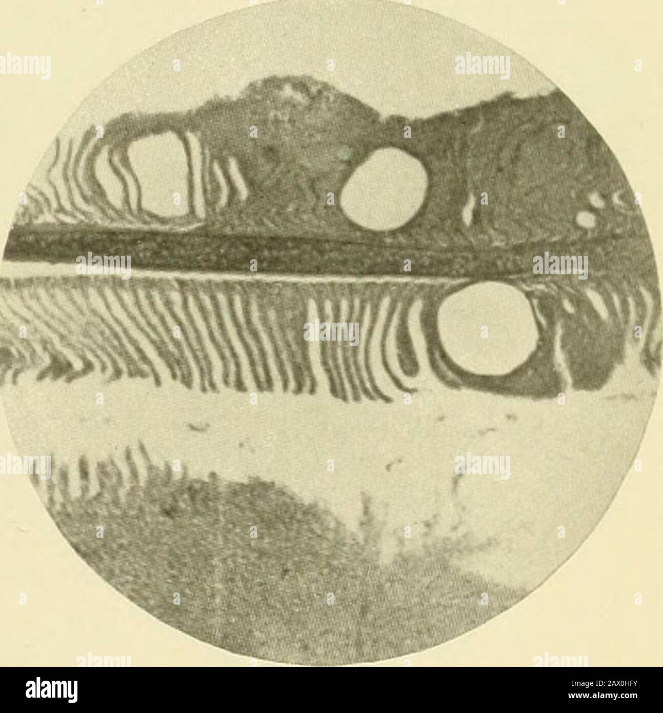 Gill filaments hires stock photography and images Alamy