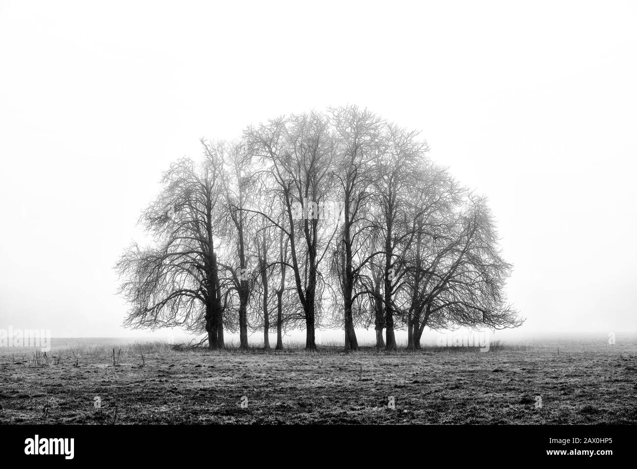 A monochrome landscape copse of trees in mist near Huby in North ...