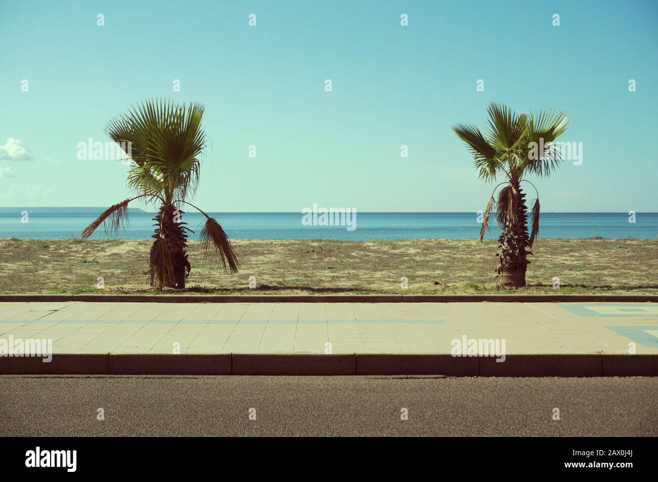 fan palm trees along a coastal road in Sardinia, Italy Stock Photo
