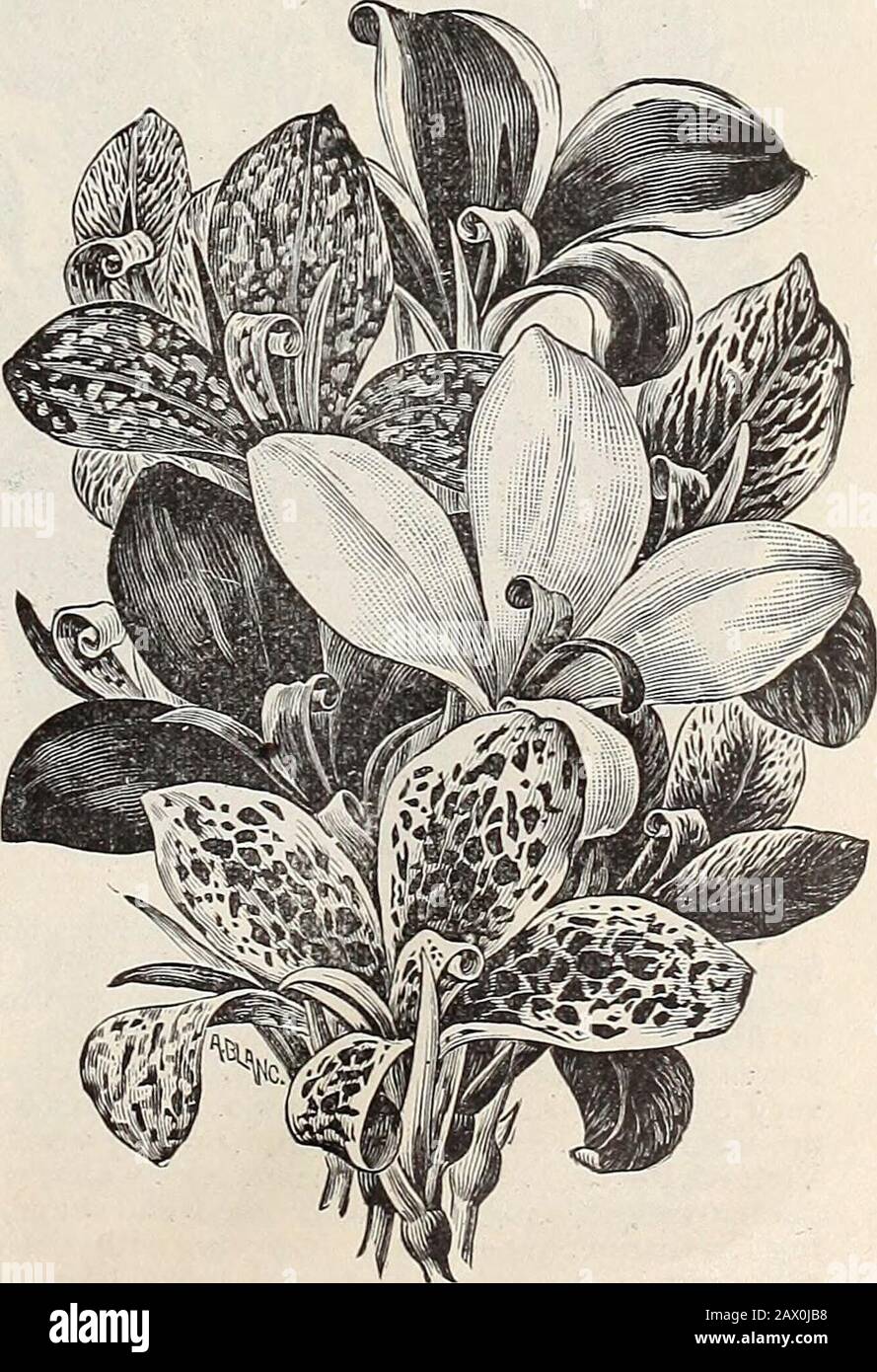 Cox seed and plant cocatalogue . terof vases, etc. 20 cents each; 3 for 50 cents. Childsii (The Tiger Canna)—The flowers are bornein large, compact panicles, are of large size and perfectshape, with broad petals and of a bright, gloss, yellowcolor, thickly spotted with crimson. 20 cents each; 3for 50 cents. Duchess de Hontenard—Very large flowers of abright yellow, spotted with red; foliage green; 4)4feet. Emile Leclaire—Flowers large, bright, golden yel-low, mottled and spotted crimson and scarlet. Usefulas a cut flower, as its peculiar color gives it the ap-pearance of an Orchid. Pea-green f Stock Photo