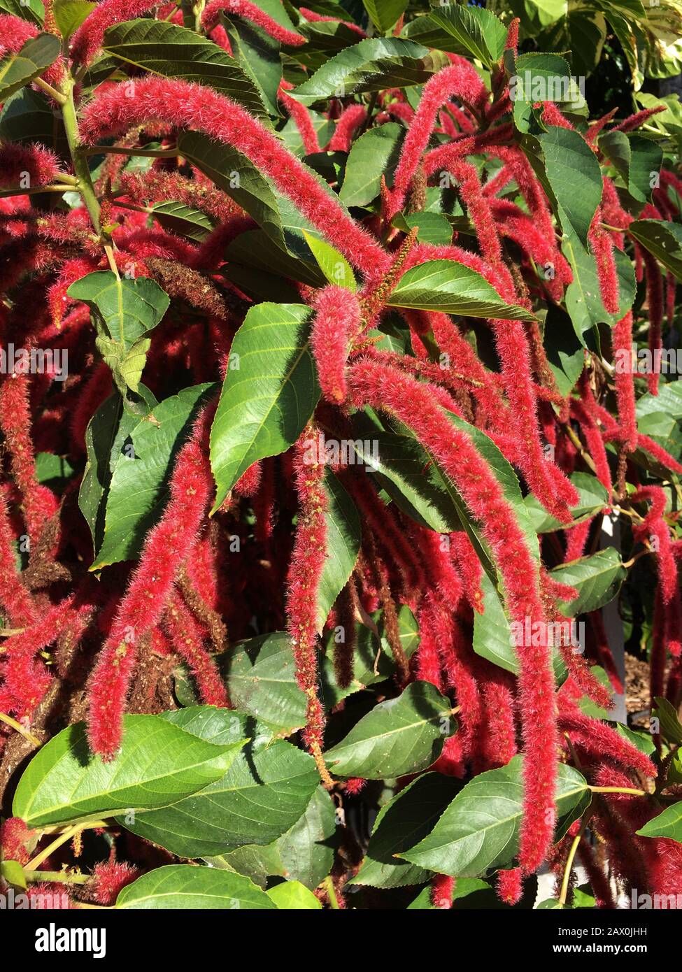 Acalypha plant. Acalypha is a genus of flowering plants in the family Euphorbiaceae. It is one of the largest euphorbiaceae Stock Photo