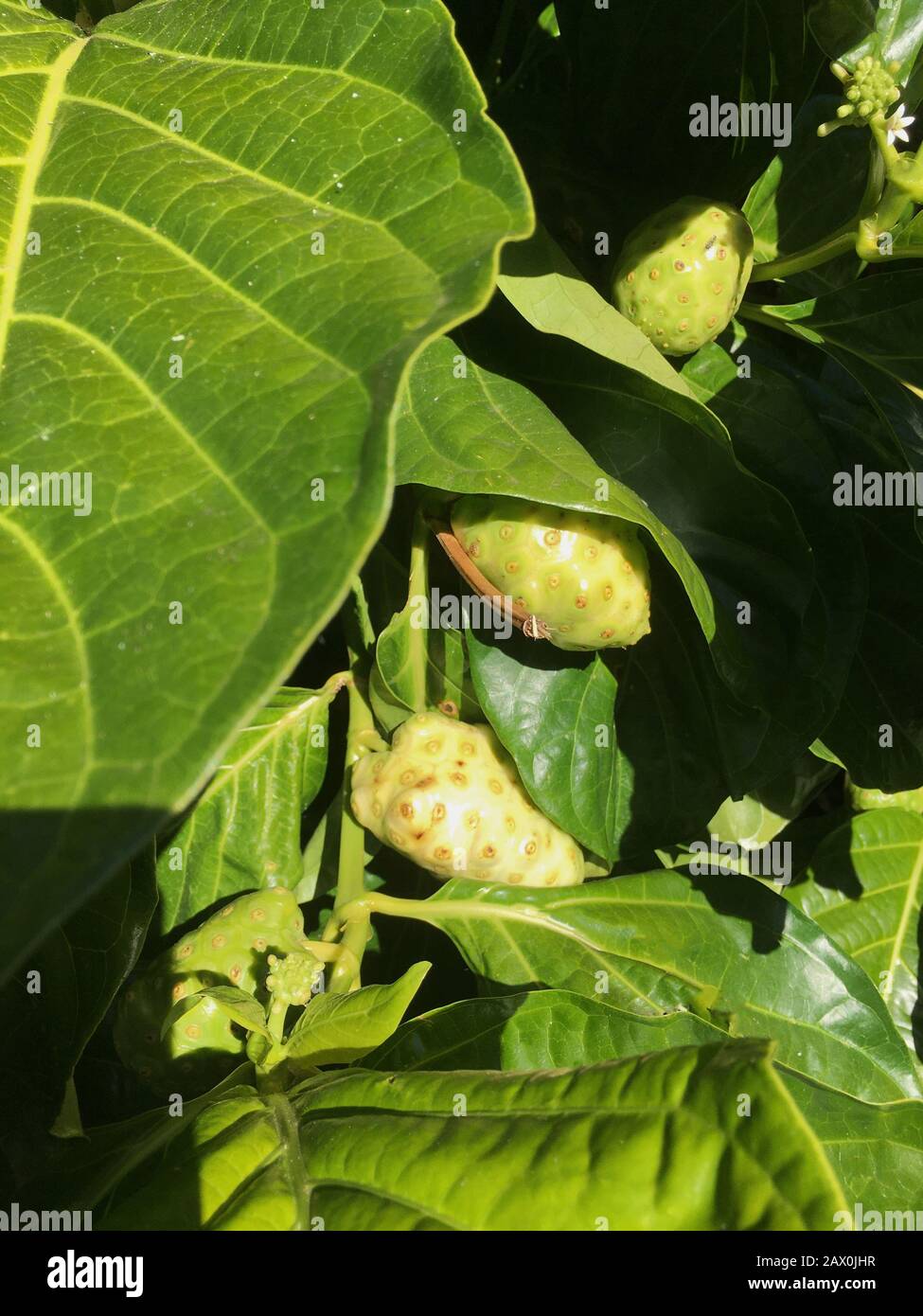 Morinda citrifolia is a fruit-bearing tree in the coffee family, Rubiaceae. Stock Photo