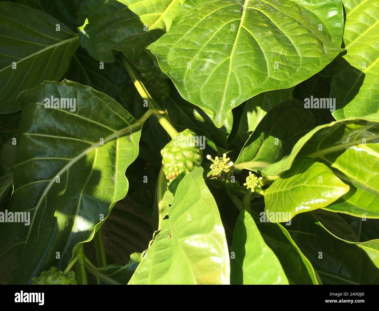 Morinda citrifolia is a fruit-bearing tree in the coffee family, Rubiaceae. Stock Photo
