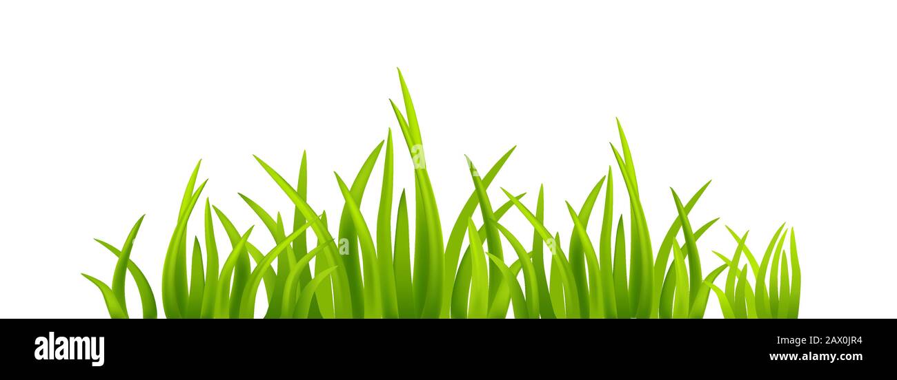 Spring green grass on isolated Stock Vector