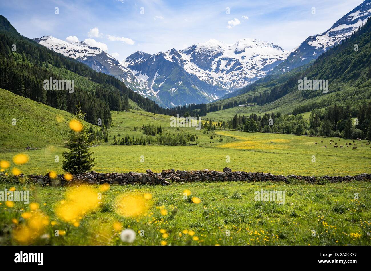 Beautiful panoramic view of rural alpine landscape with cows grazing in fresh green meadows neath snowcapped mountain tops on a sunny day in spring Stock Photo