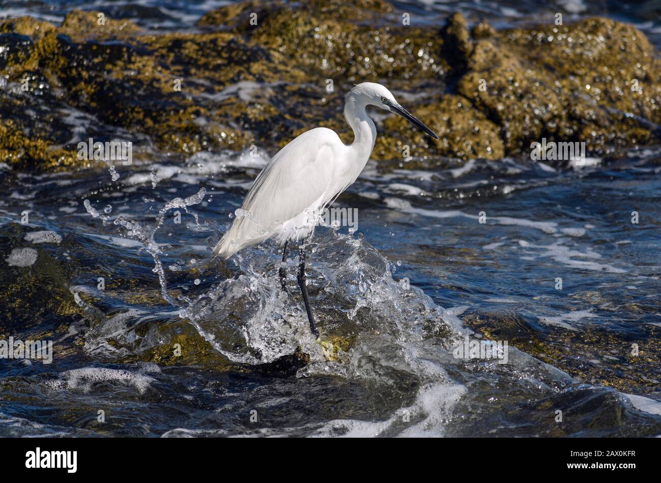 White Egret standing on a shore, hunting for food Stock Photo Alamy