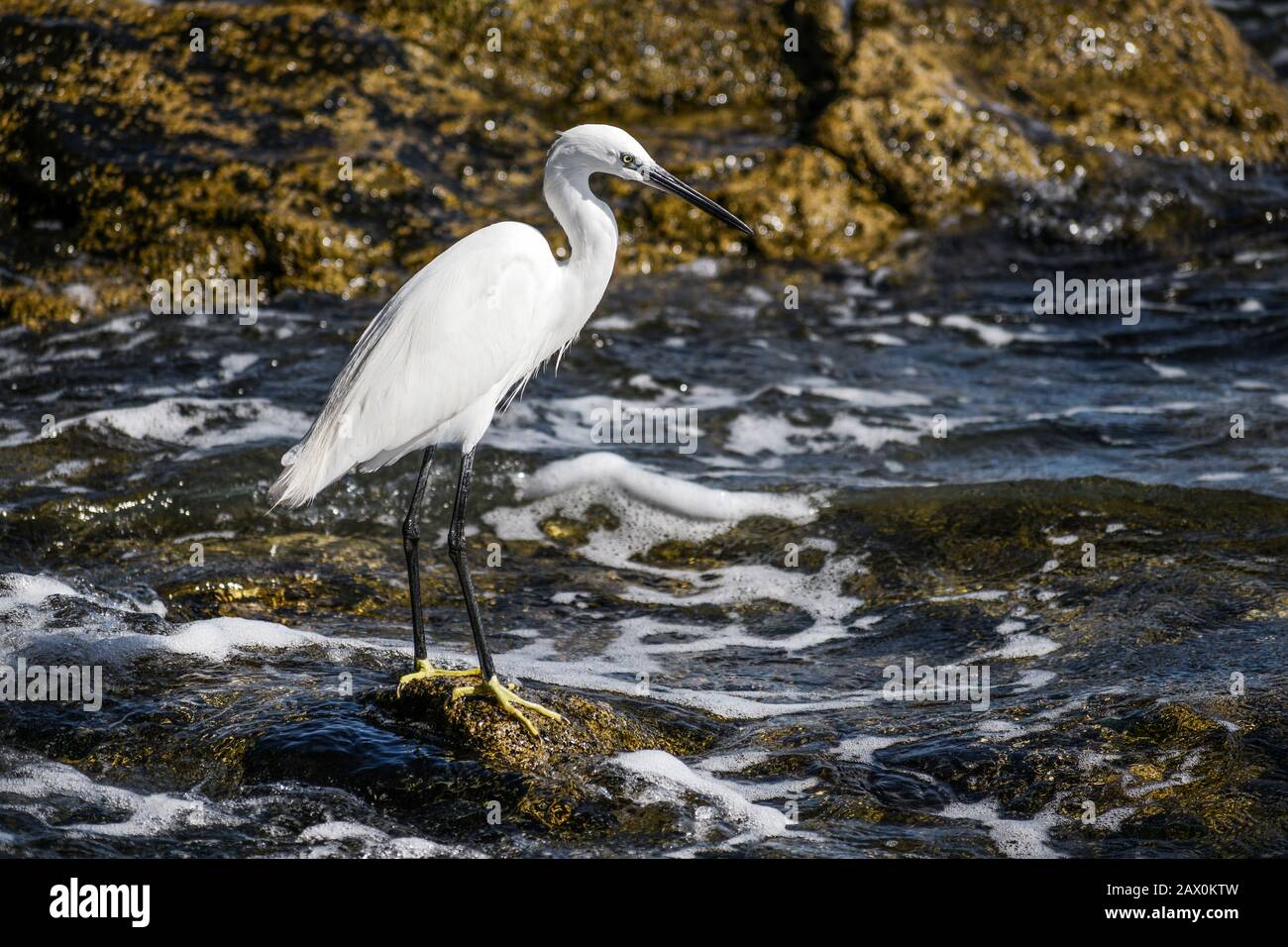 White Egret standing on a shore, hunting for food Stock Photo Alamy