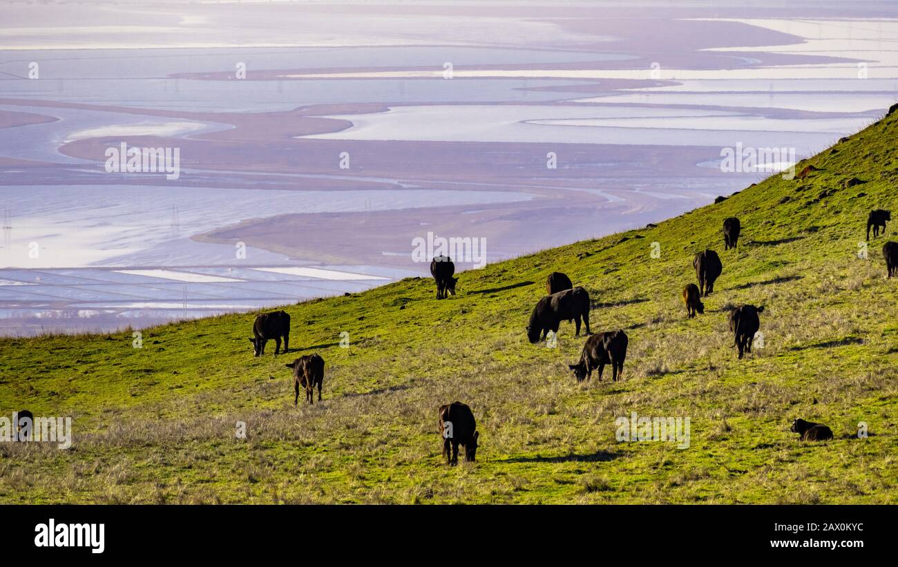 Cattle herd grazing on a pasture on the hills of South San Francisco Bay Area; salt ponds visible in the background; Cattle herds are used for reducin Stock Photo