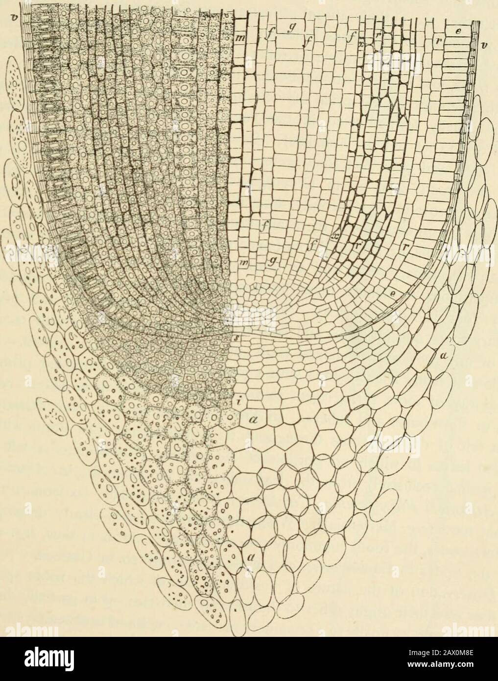 Text-book of botany, morphological and physiological . ^ Niigeli und Leitgeb in Nagelis Beitriigen zur wissen. Bot. Heft IV, 1867.— Hofmeister,Morphologic der Gewebe, sect. 5. Leipzig 1868.—Hanstein, Botan. Abhandlungen, Heft I. Bonn1870.—Dodel, Jahib. fiir wiss. Bot. VII, pp. 149 et seq.—Reinke, Wachsthnmgeschichte der Phanero- gamenwurzel in Hansteins Botan. Untersuchungen, Heft HI.Tieghem : Ann. des Sci. Nat., 5th series, XIII, 1S71.] Bonn 1871.—[La Racine: Ph. van riAlRS (TRICHOMES). the surface of the c-gan from ^L?cl. he L p/oZ^l ^°° ^^ ^^^^formed ,s usually covered ,vith thick layers of Stock Photo