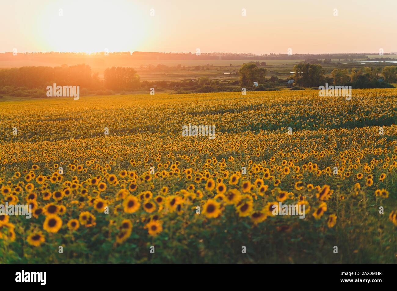 field of blooming sunflowers on a background sunset Stock Photo - Alamy