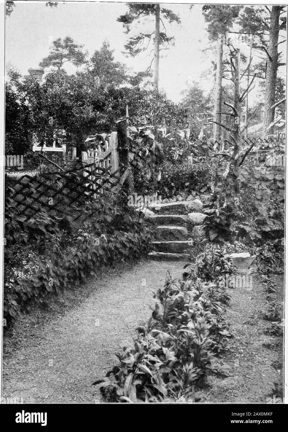 The garden that we made . entrancmg- O Digitized by IVIicro^hft® Other GardensI Have Planned. In the Third Garden : A Corner with Steps and a Gate. 55 Digitized by IVIicrosoft® The Gardenthat We Made 1 ^^^^^^Bww^ ^ ... ? •, * ? i 1 &gt;&gt; ^4K^W^i^5vM a/m , -.4vS«;^tSJi*u5 Hi &gt;wr 4.. -^ ^-? r-ffir^ ? ^^^-^^^ii^^ ^P A background of Fox-gloves. of daffodils ; later on there are calendula. Theirglowing yellow against the grey granite is one ofthe most glorious sights imaginable. The long,narrow flower-beds are divided into squares, eachsquare being devoted to one kind of flower. Inthe centre, Stock Photo