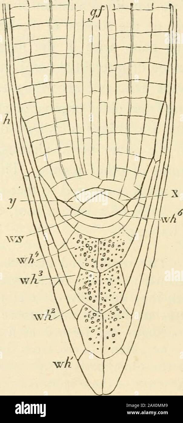Text-book of botany, morphological and physiological . Fig. no.—Longitudinal section of the youngprimary root of the embryo of Marsilea salvatrtx;TVS the apical cell, uh, Tvh, Tih the still simpleroot-cap ; x,y the last segments of the substanceof the root; z t intercellular spaces. Fig. III.—Longitudinal section of a somewhat older prhnarj- root of MarsUea salvatrix; ws apical cell; whl + Tvhl the first,whZ-ir-whi the second, wh^ the third layer of the root-cap ; each layer now consists of two divisions ; xy the youngest segmentsof the substance of the root; o epidermis; £^J fibro-vascular bu Stock Photo