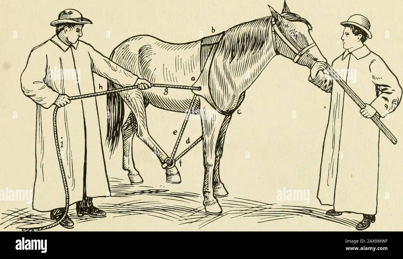 Restraint of domestic animals; a book for the use of students and practitioners; 312 illustrations from pen drawings and 26 half tones from original photographs . Fig. 39. Restraining One Hind Leg by Means of Surcingle and Rope. through ring in surcingle (c) ; then pass rope downward andbackward to pastern of leg which you desire to restrain. Ifhobble strap is used pass rope through ring. If no hobble strapis used simply wrap the rope around pastern (e), raisefoot by making traction on rope (f). Merillats side line, Figure 40, consists of a hobble strap,a %-inch rope 20 feet long, and a specia Stock Photo