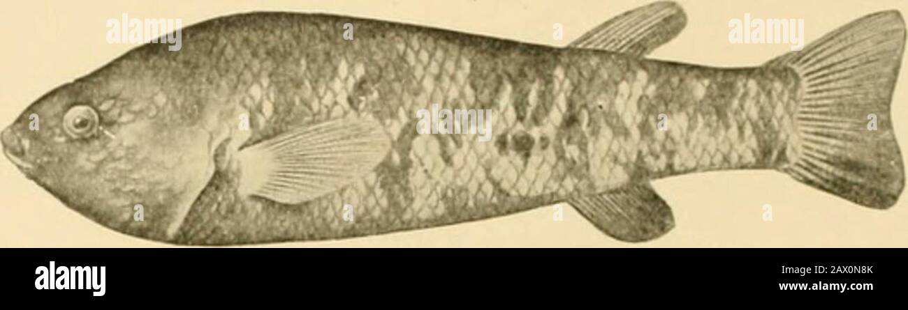 Fishes . Fig. 338.—Death Valley Fish, Emptlrichihys merriami Gilbert. Aiiiargosa Desert,Cal. Family Paciliida. (After Gilbert.) indiscriminately. Fundulus stellifer of the Alabama is beauti-fully colored, as is Fiiiiditlus zebrinns of the Rio Grande. Thegenus Zygonectes includes dwarf species similar to Fundulus,and Adinta includes those with short, deep body. Goodcaatripinnis with tricuspid teeth lives in warm springs in Mexico, Stock Photo