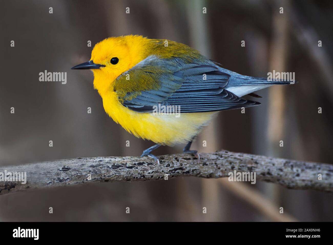 Prothonotary warbler during spring migration Stock Photo