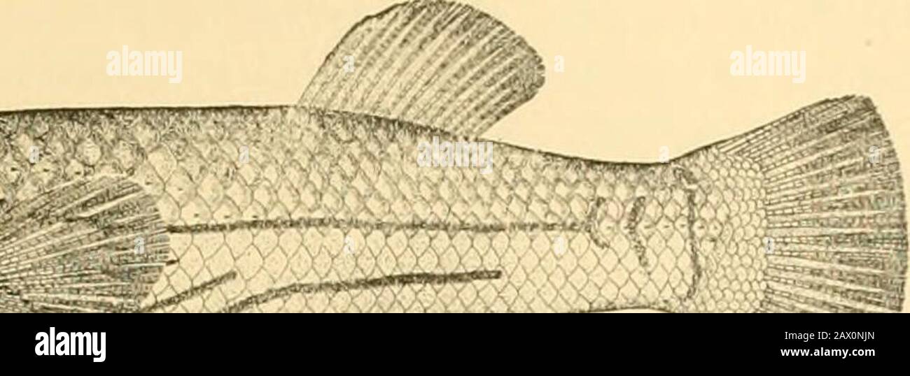 Fishes . SESS^^^^^ Fig. 325.—Mayfish, Fundulus majalis (L./ Woods Hole. Up of chubby little fishes of eastern America with tricuspid,incisor teeth, oviparous and omnivorous. Very similar to Stock Photo