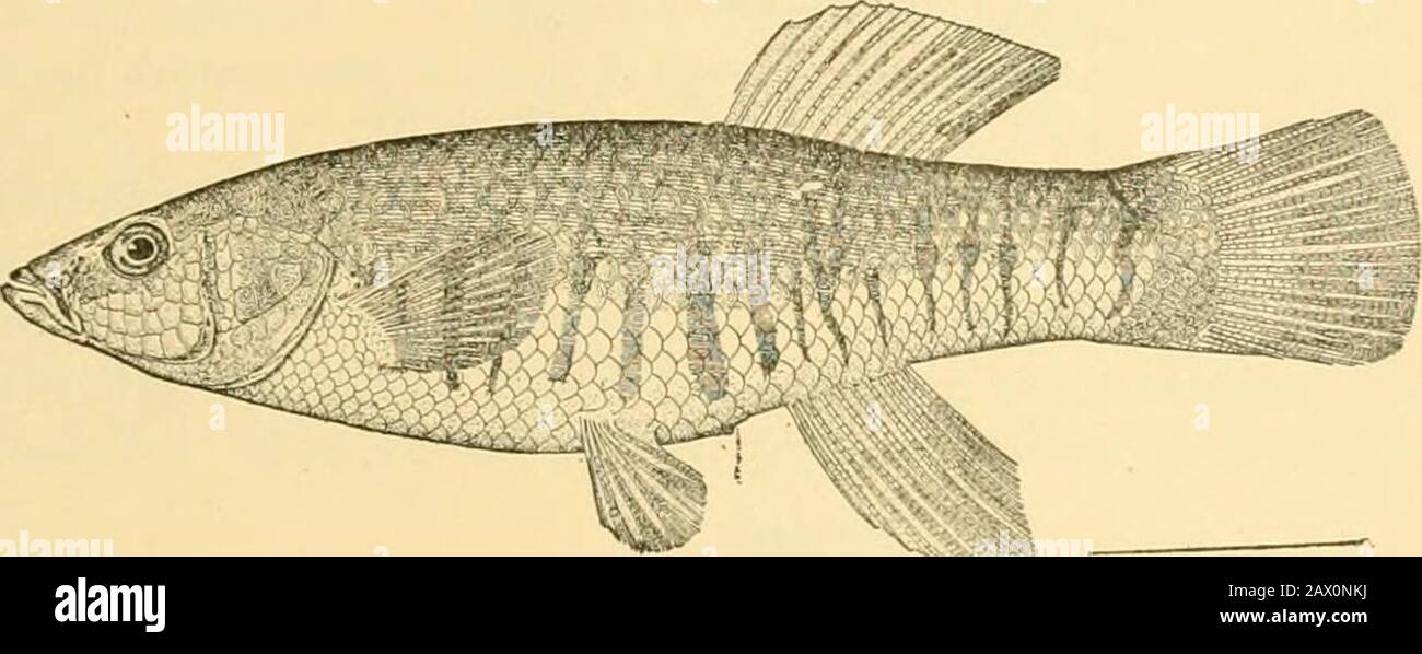 Fishes . SESS^^^^^ Fig. 325.—Mayfish, Fundulus majalis (L./ Woods Hole. Up of chubby little fishes of eastern America with tricuspid,incisor teeth, oviparous and omnivorous. Very similar to. Fig. 326 —Mayfish, Fundulus Jtiajalis (female). Woods Hole. these but smaller are the species of Lebias in southern Europe.Jcrdandla floridcc of the Florida everglades is similar, but with ^^^^^5Pj^^Hi:j,w|y^^ ^..^^ ife^ Fig 327.—Top-minnow, Zijgonectes notatus (Rafinesque). Eureka Springs, Ark. the dorsal fin long and its first ray enlarged and spine-like.It strongly resembles a young sunfish. Most of the Stock Photo