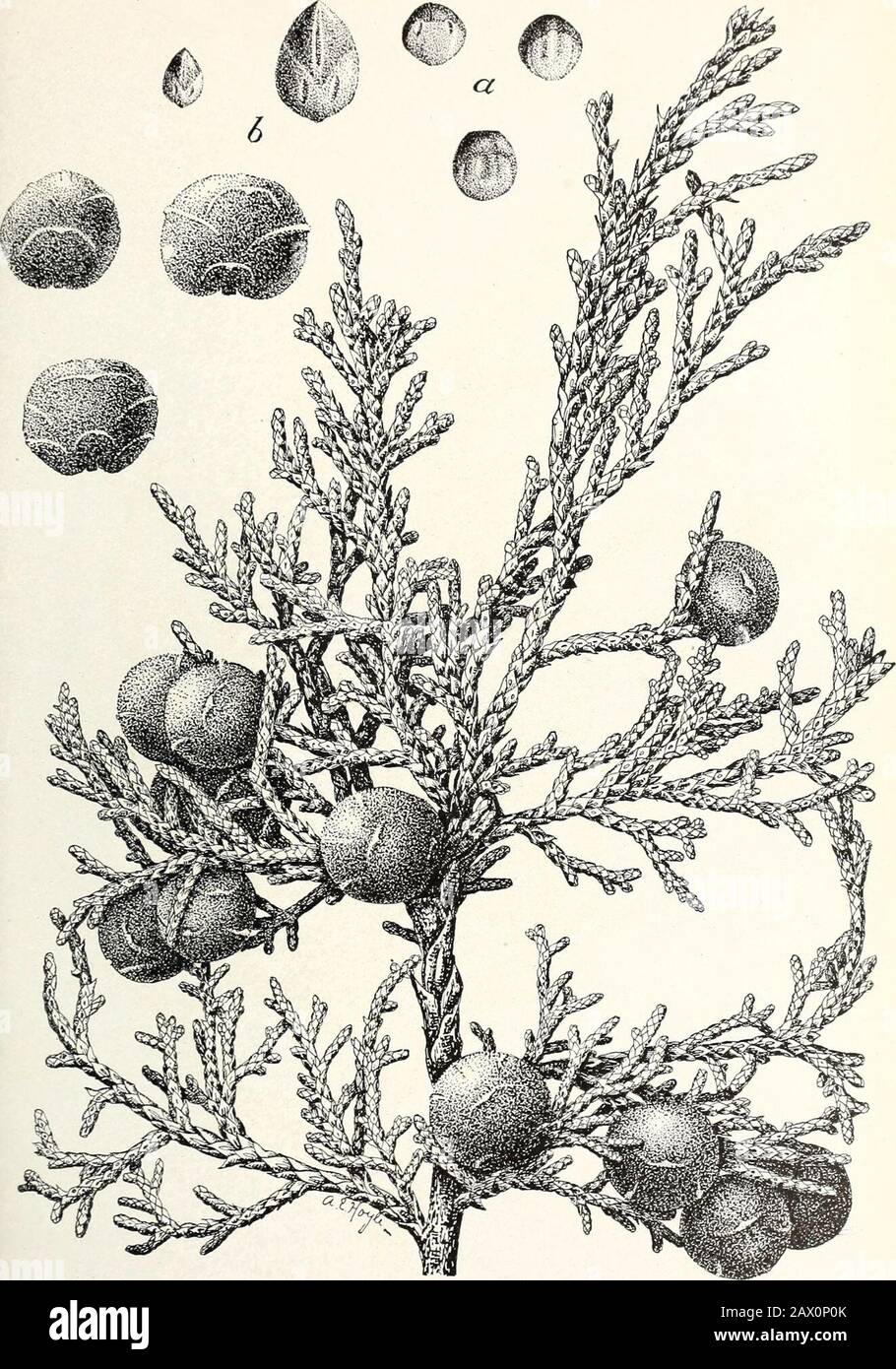 The cypress and juniper trees of the Rocky Mountain region . JUN.PERUS UTAHENSIS: BRANCH FROM YOUNG TREE Show.NG LARGER Form of Leaves. or Juvenile Bui. 207, U. S. Dept. of Agriculture. Plate XVI. Juniperus megalocarpa: Foliage and Ripe Fruit. a, Showing flat side of seeds (natural size); b, showing opposite (narrow) side of seed (natural size and enlarged twice natural size). Bui. 207, U. S. Dept. of Agriculture Stock Photo